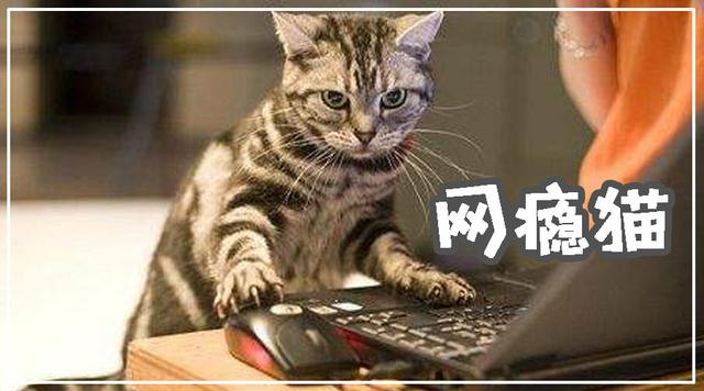 猫的app游戏