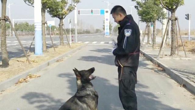 训警犬游戏