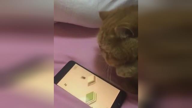 猫信游戏