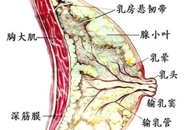 胸变大游戏